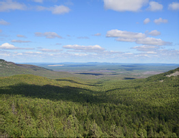 Boreal forests